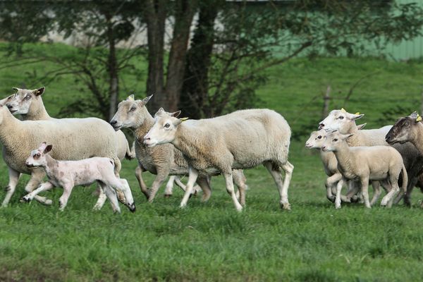 La campagne de vaccination a débuté cette semaine dans le Gers.