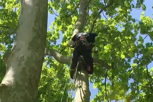 les arboriculteurs évoluent à 25 mètres de hauteur