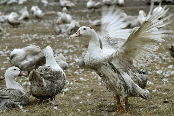 Le producteur Ernest-Soulard avait de son côté été relaxé des accusations de mauvais traitement des animaux - les juges avaient considéré que les conditions observées correspondaient à celles de la production de foie gras. 