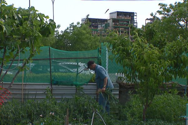 Les jardins partagés d'Arkema sont situés à quelques centaines de mètres de l'usine et les légumes y présentent des taux importants de PFAS.