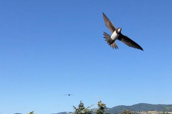 Les martinets toujours plus nombreux dans le ciel de Saint-Etienne