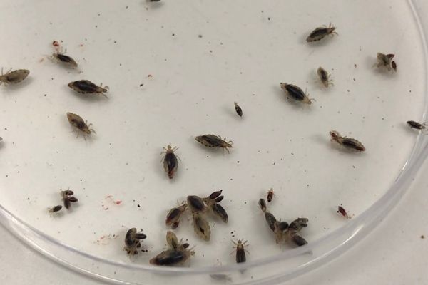 Poux vivants avant expérience au laboratoire de l'Université de Tours.