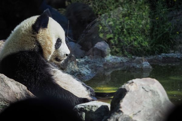 Huan-Meng, le jeune panda du ZooParc de Beauval, ne voit plus de visiteurs depuis le début du confinement.