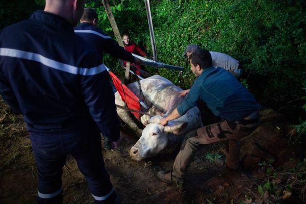 La vache s'était enlisée après avoir mis bas.