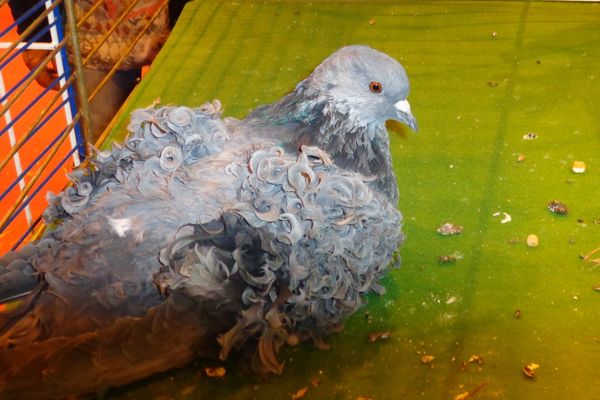 Le pigeon frisé du président