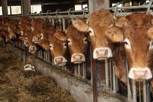 Des vaches limousines à l'étable (Archives)