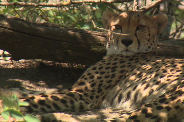 Avec les fortes chaleurs, les animaux du zoo de Pessac nécessitent une attention particulière des soigneurs.