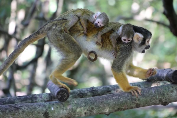 Deux jumelles saïmiris ont vu le jour à la Vallée des Singes, une première en Europe, d'après le parc. Les bébés restent fermement accrochés à leur mère.