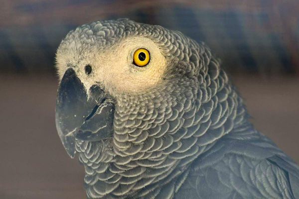 L’oiseau de 22 ans, qui était en résidence d’été dans le parc, reste introuvable à ce jour.