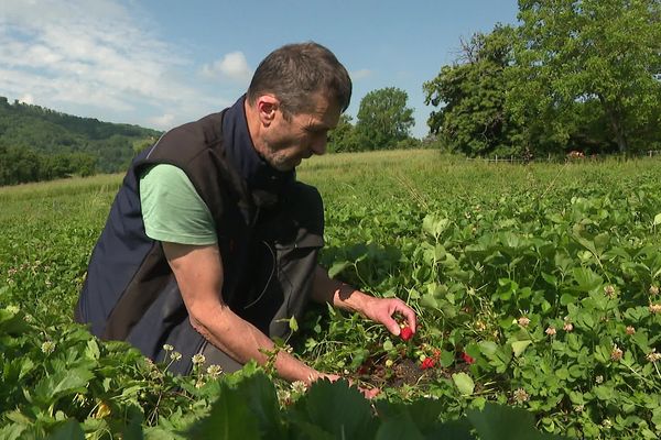 Marc Bardin n'a pas trouvé assez de saisonniers pour assurer toute la récolte de ses fraises.