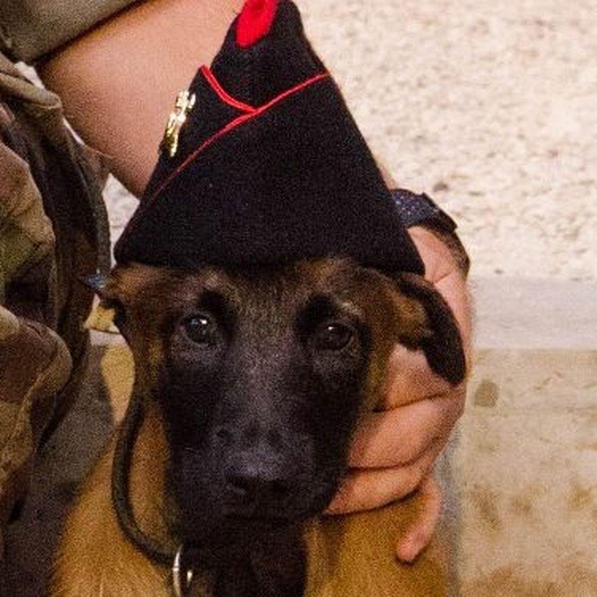 Ain Un Chiot Malinois Rejoint Les Rangs Du 68eme Regiment D Artillerie D Afrique A La Valbonne