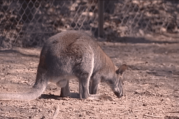 L'une des principales nouveautés cette saison : le zoo australien et ses 25 wallaby.
