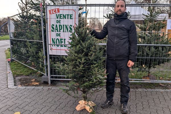 Fraseri, le sapin authentique pour Noël chez un vendeur à Strasbourg