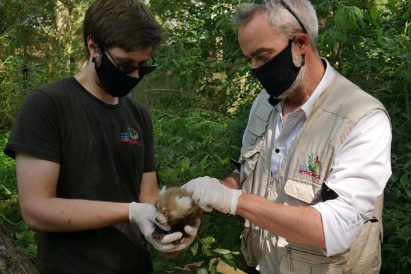 Val De Reuil Naissance De Jumeaux Pandas Roux A Biotropica