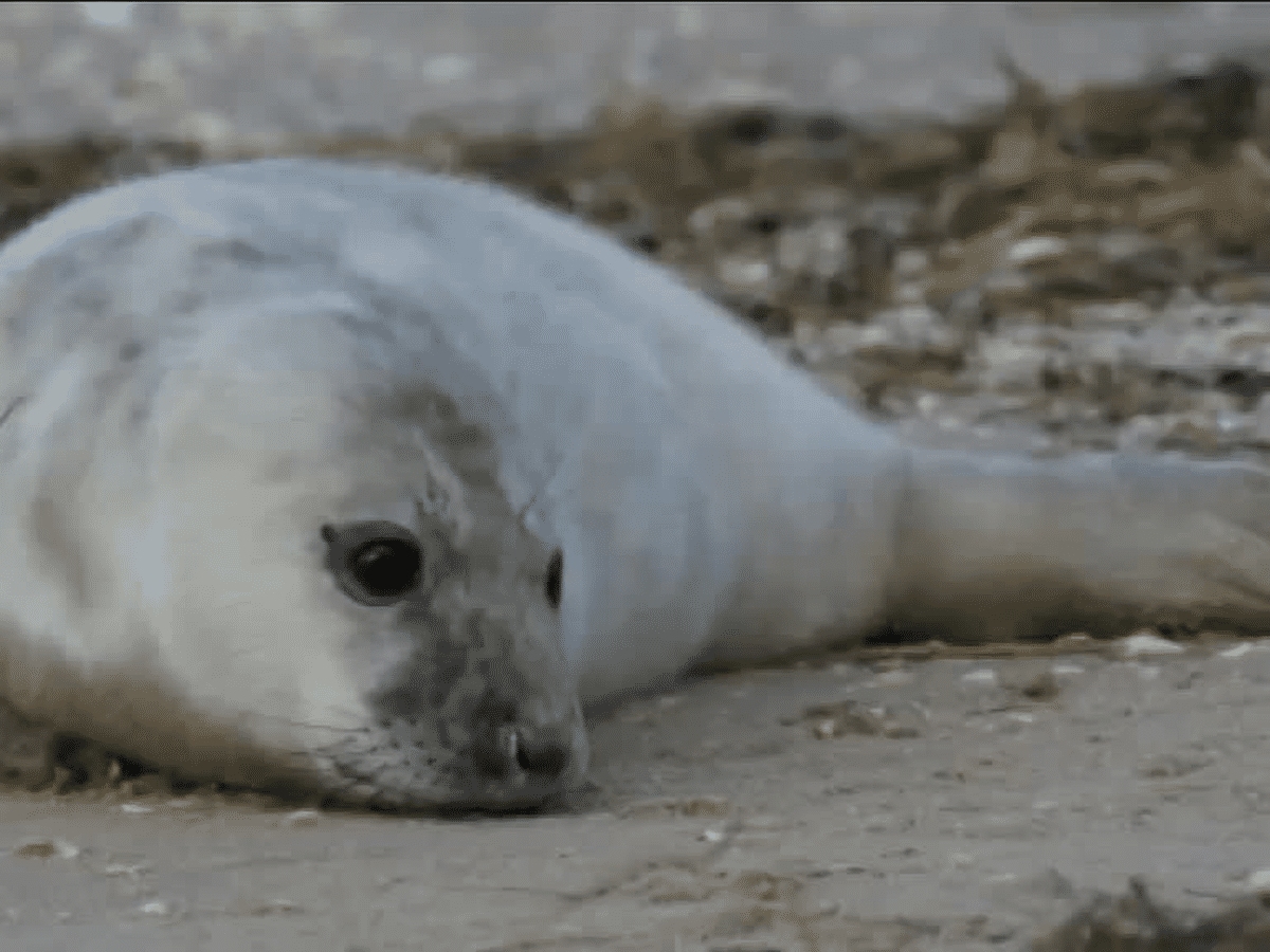 Naissance Exceptionnelle D Un Bebe Phoque Gris En Baie De Somme