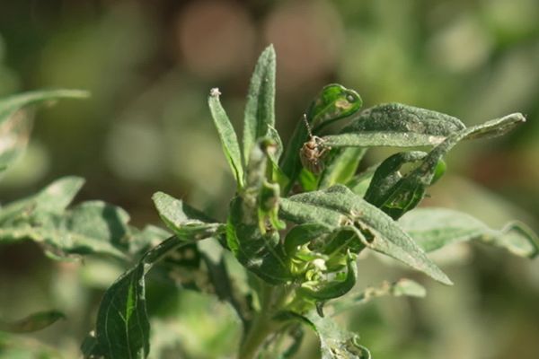 L'ophraella communa dévore les feuilles de l'ambroisie.