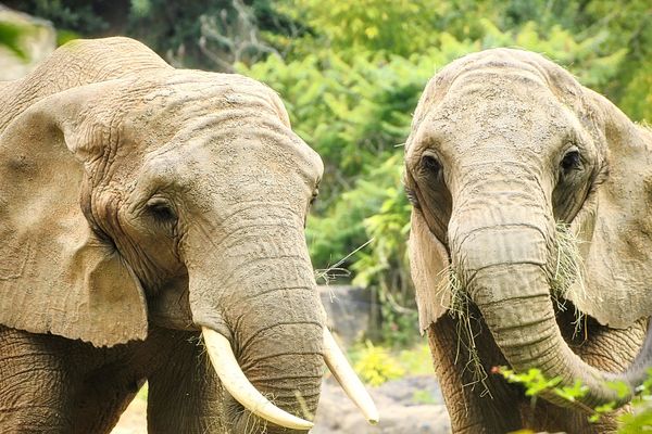 Nikita et Inga, les deux nouvelles éléphantes du Zoo d'Amnéville