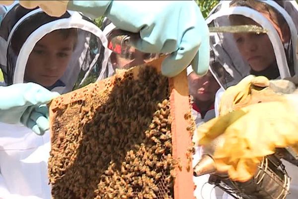 Des écoliers du Pouzin à la découverte des abeilles