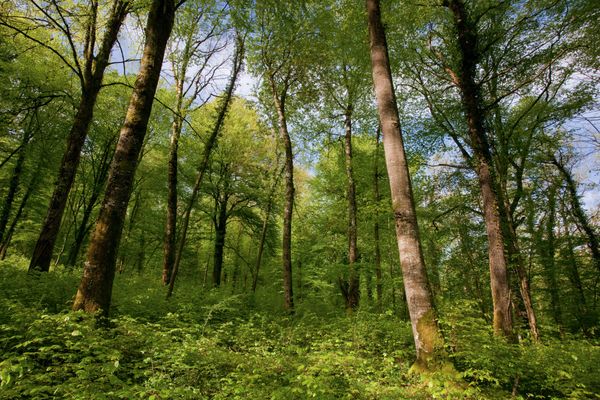 Les communes regroupent 2/3 des forêts gérées par l'ONF.