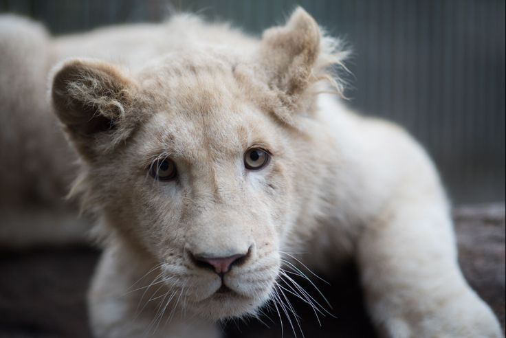 Le Roi Lion En Vrai Avec Simba Et Nala En Normandie