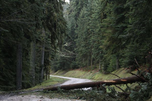 La tempête hivernale Ciara pourrait faire des dégâts sur les sommets des Vosges. 