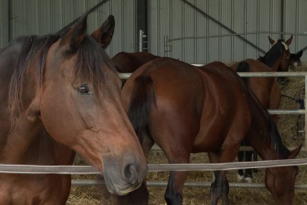 Le cheval était pensionnaire des Écuries de Gaillarde dans le Lot-et-Garonne.