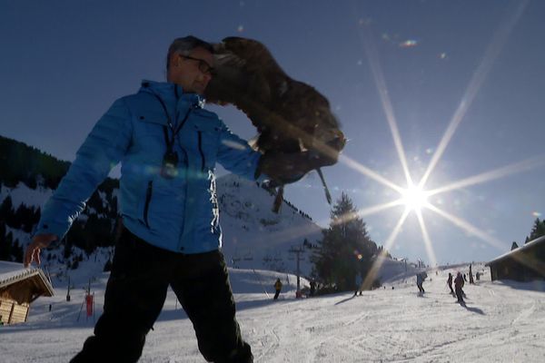 Jacques-Olivier Travers et ses aigles, sur les pistes de ski de Morzine 