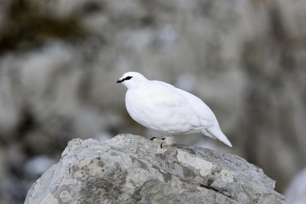 Le lagopède alpin fait l'objet d'une campagne de sensibilisation dans les Alpes jusqu'en 2025.