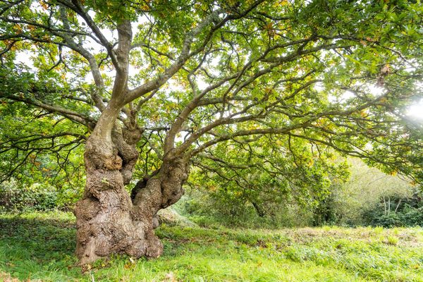Le chêne de la vallée du Restic près de Brest, représente la Bretagne pour le concours de l'arbre de l'année