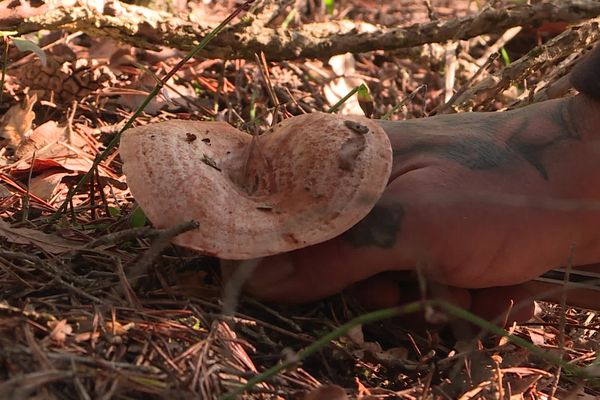 La cueillette des champignons est limitée à cinq kilos par personne sous peine d'amende.