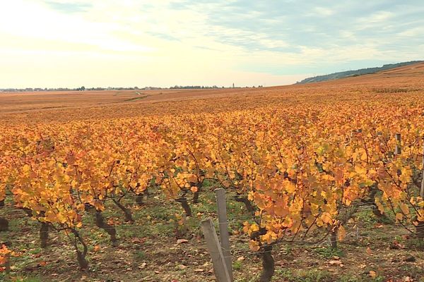 Les Couleurs Sont Vraiment Magnifiques Balade D Automne Dans Les Vignes En Cote D Or