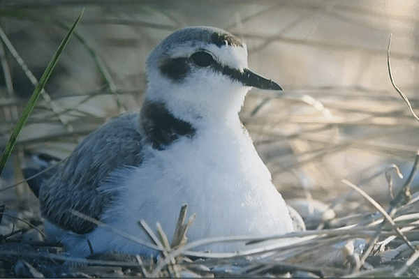 Le ravelot, oiseau nicheur menacé