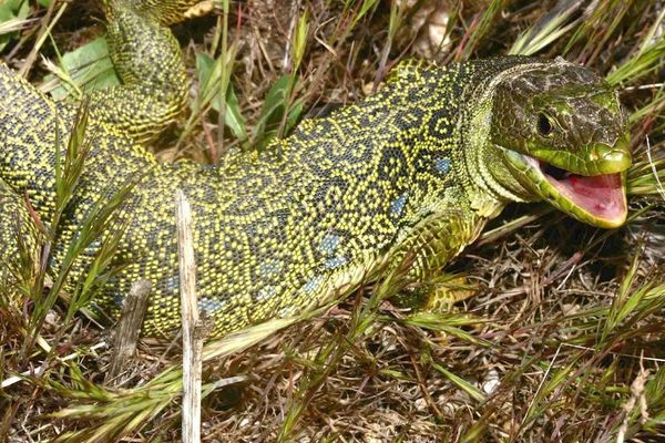 Le lézard ocellé, reconnaissable à sa grande taille et ses taches bleues.