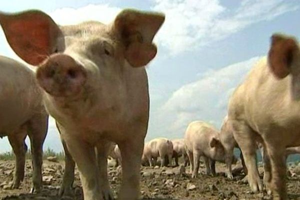 Le porc élevé à la ferme en Haute-Loire est la viande qui rencontre le plus de succès sur ce nouveau site internet en ligne depuis deux mois, notamment auprès des consommateurs lyonnais, du Sud ou de l'Est du pays.