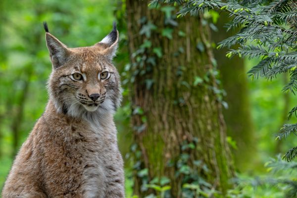 Deux lynx femelles ont été relâchés dans le Jura début mai (image d'illustration)