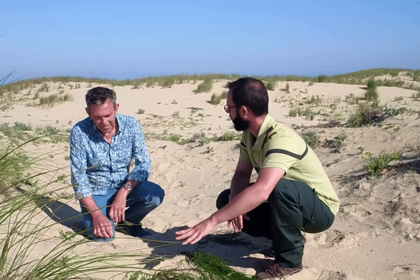 Dunes du littoral Landais