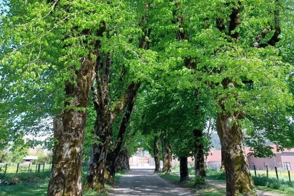 13 des 15 arbres de l'allée des Tilleuls d'Arçon sont, pour quelques mois, sauvés de l'abattage