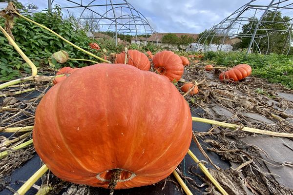 Ces belles citrouilles atterriront dans les assiettes des écoliers cet hiver.