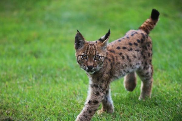 Ce jeune lynx a été aperçu en Savoie, près de la La Motte-Servolex