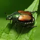 Le scarabée japonais, ou popillia japonica, est reconnaissable à ses touffes de soie blanches autour de l'abdomen.
