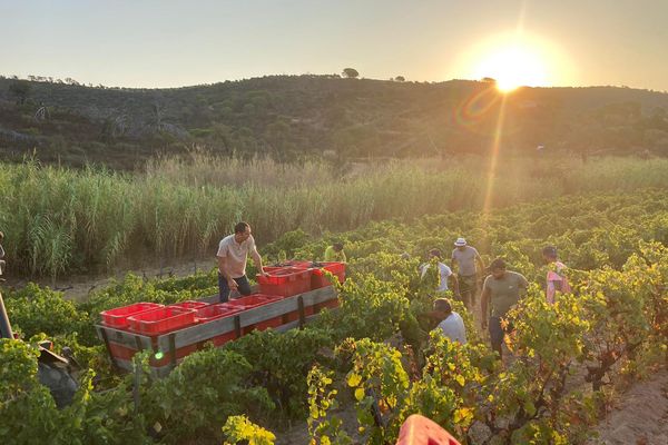 Le soleil se lève à peine. Mais dans ce vignoble de Ramatuelle, les vendangeurs sont déjà au travail !