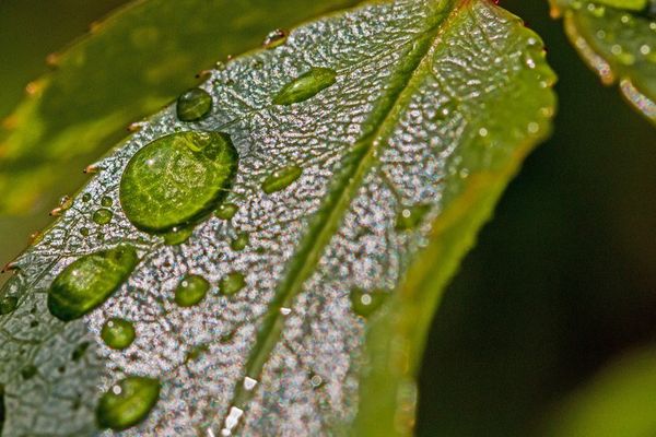 feuilles sous la pluie