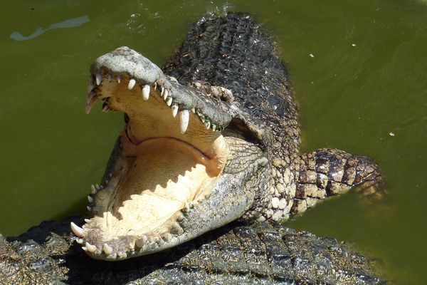 Un crocodile thaïlandais qui s'approche un peu trop.