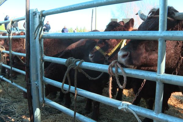 La traditionnelle vente aux enchères des boeufs de Pâques a eu lieu dans le Cantal le 10 mars.