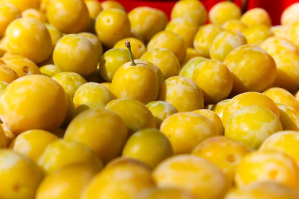 Dans certaines communes de Franche-Comté, la récolte des mirabelles commencent la semaine prochaine. Dans d'autres, il n'y en a pas une seule.