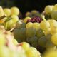 Des grappes de Muscat sec, dans un vignoble de Frontignan, dans l'Hérault.