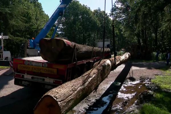 Huit chênes ont quitté la Sarthe pour une scierie en Mayenne