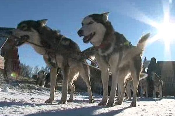 Les chiens de traîneaux ont tracté un kart, la couche de neige n'étant pas assez importante