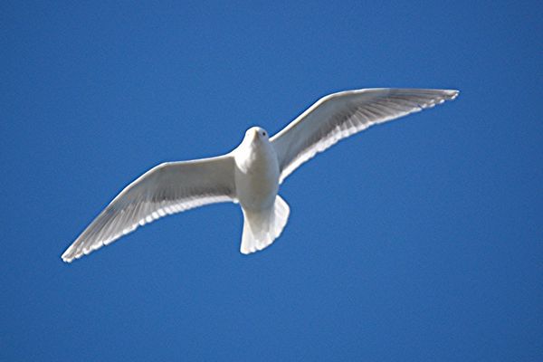 Bird in blue sky
