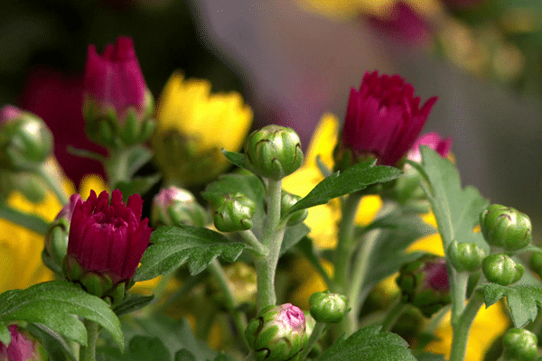 Avec la chaleur automnale, les chrysanthèmes sont en retard de la floraison